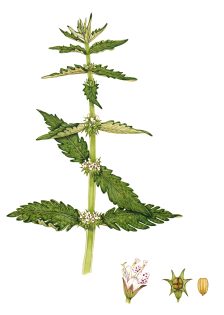 Gypsywort Lycopus europaeus