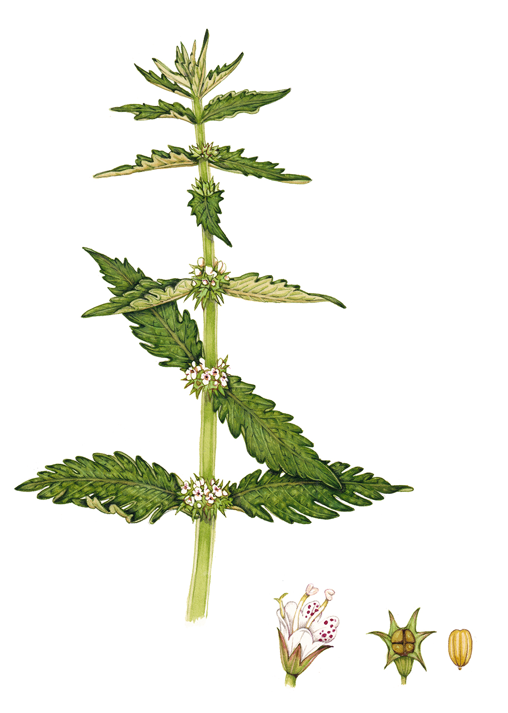 gypsywort