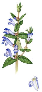 Skullcap Scutellaria galericulata