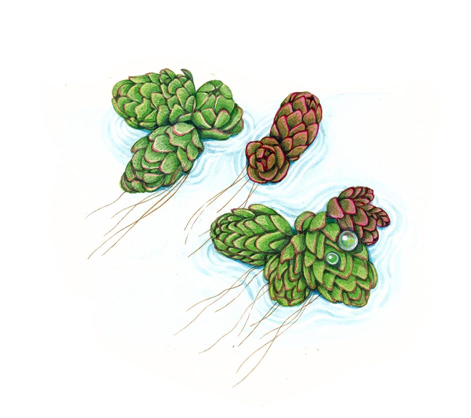 Water fern Azolla filiculoides - Lizzie Harper