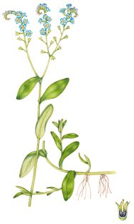 Water forget-me-not Myosotis scorpiodes