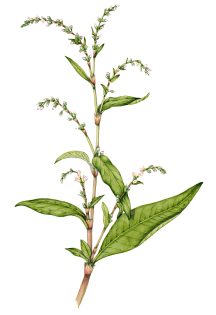 Water-pepper Persicaria hydropiper