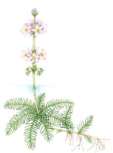 Water-violet Hottonia palustris