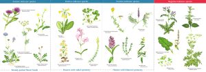 Grassland Plants identification guide