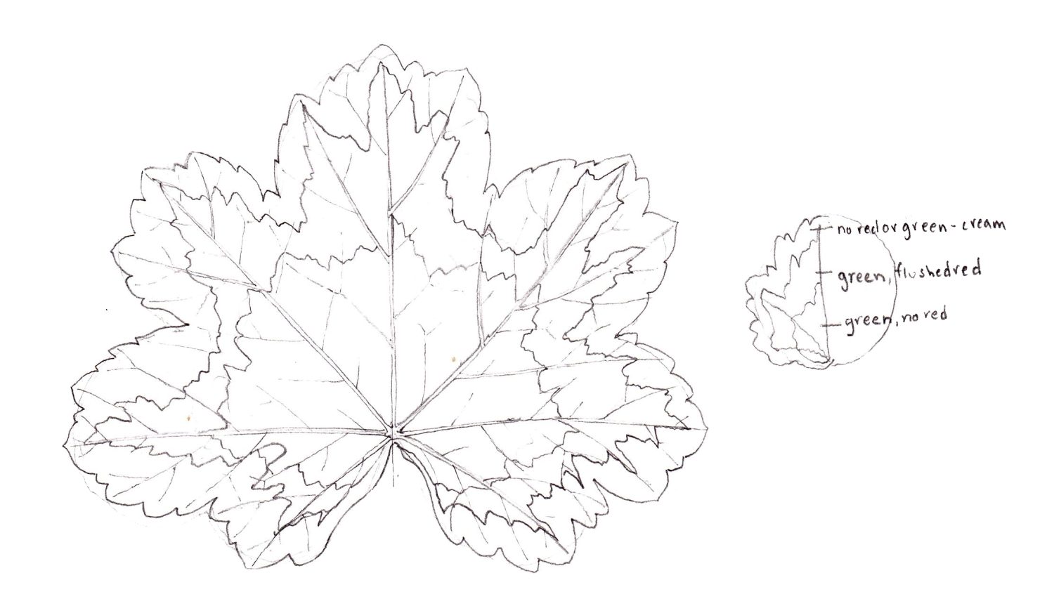 Geranium Variegated Leaf Step by Step - Lizzie Harper