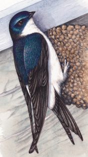 House martin Delichon urbicum