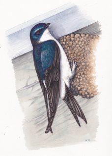 House martin Delichon urbicum