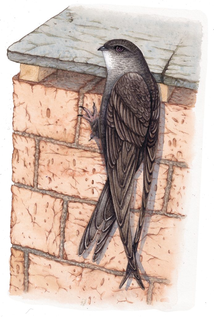 Swift Apus apus - Lizzie Harper