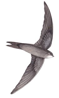 Swift Apus apus in flight