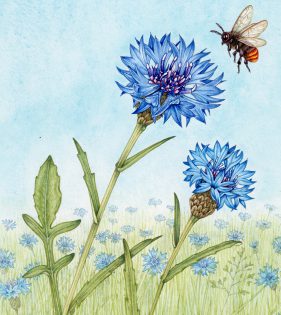 Cornflower with Red-tailed Bumblebee