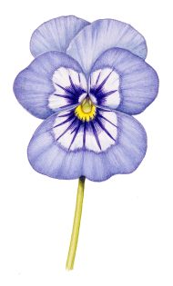 Pansy or Viola x wittrockiana