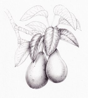 Pencil drawing of Pear and leaves Pyrus communis