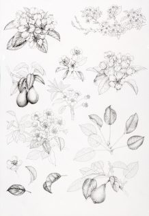 Sheet of Perry Pear sketches Pyrus communis
