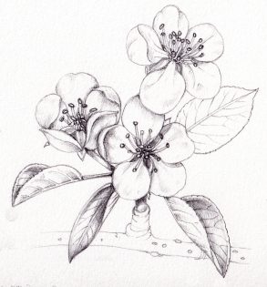 Three pear blossom flowers