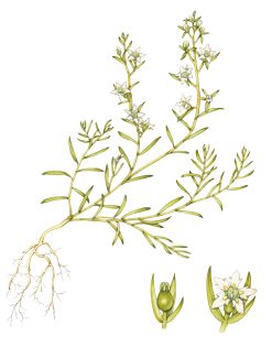 Bastard-toadflax Thesium humifusum