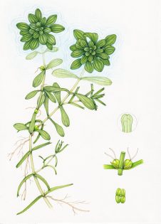 Blunt-fruited water-starwort Callitriche obtusangula