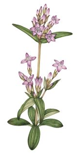 Early gentian Gentianella amarella subsp anglica