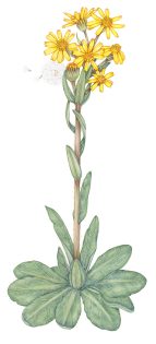 Field fleawort Tephroseris intergrifolia