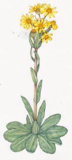 Field fleawort Tephroseris intergrifolia