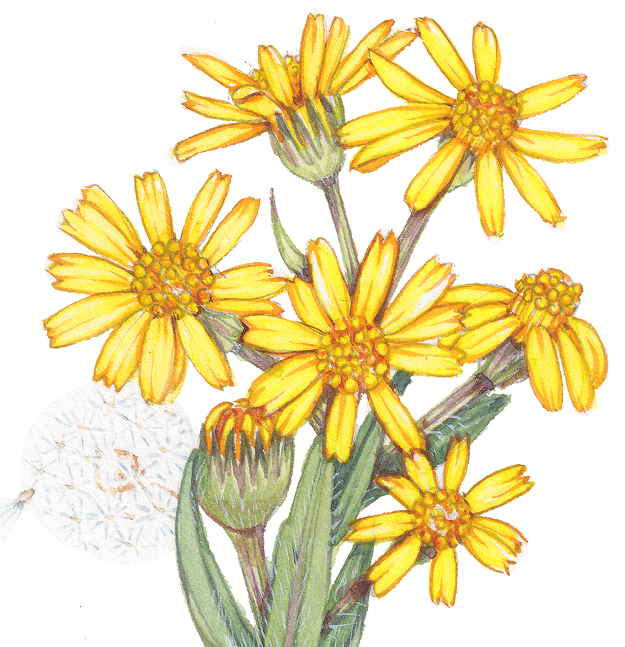 Field fleawort