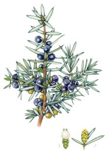 Juniper sprig Juniperus communis – SOLD –