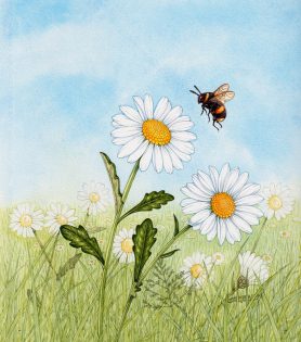 Oxeye daisy with Buff-tailed bumblebee