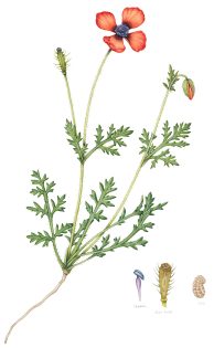 Prickly poppy Papaver argemone