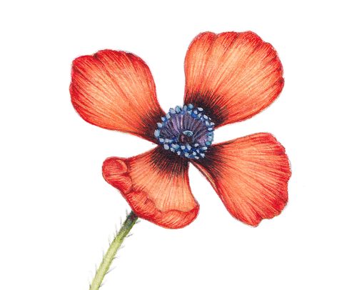 Prickly poppy