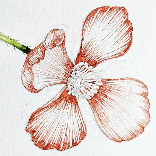 Prickly poppy