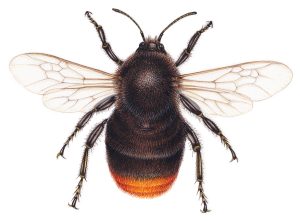 Red-tailed bumblebee Bombus lapidarius