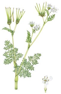 Sheperd’s needle or Venus’s comb Scandix pecten-veneris