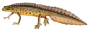 Common or Smooth newt Lissotriton vulgaris