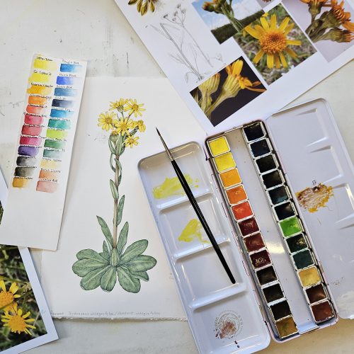 Field fleawort