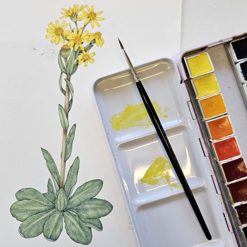 Field fleawort