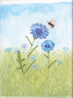 Red tailed bumblebee Bombus lapidarius with Cornflower Centaurea cyanus (2)