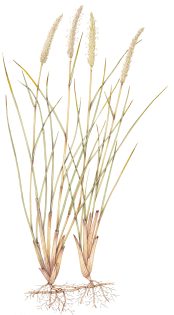 Marram grass Ammophila arenaria 2 – SOLD –
