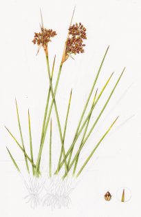 Sharp rush Juncus acutus – SOLD –