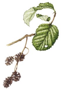 Alder sprig with leaves and cones – SOLD –