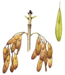 Ash Fraxinus excelsior keys