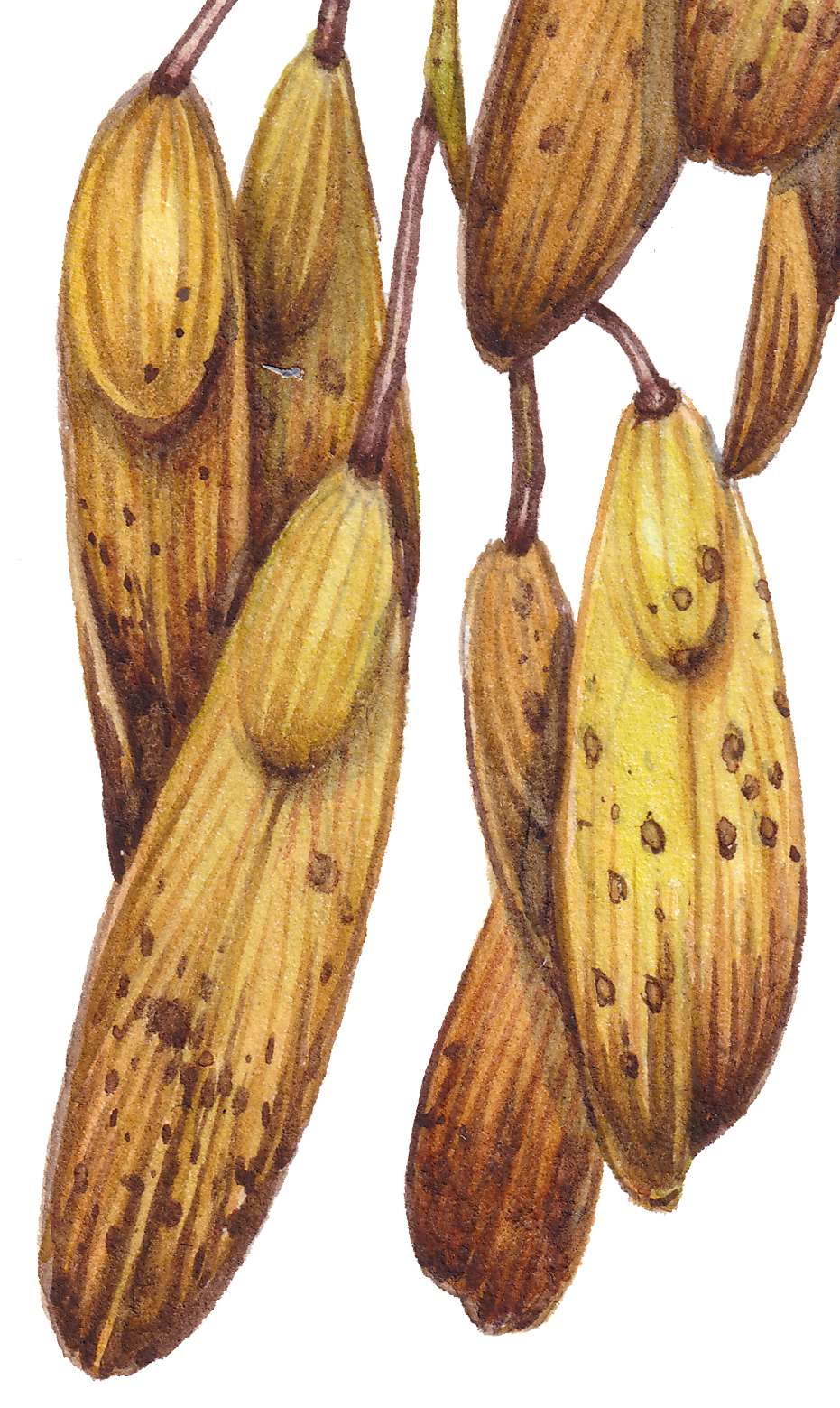 Ash Fraxinus excelsior