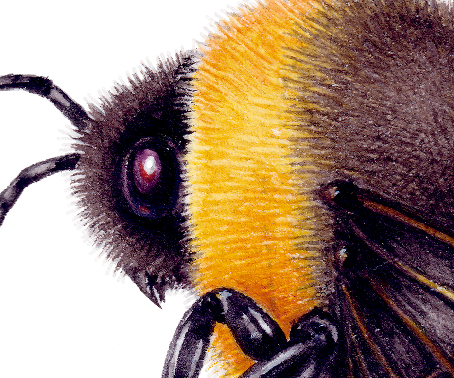 Broken-belted bumble bee Bombus detail - Lizzie Harper