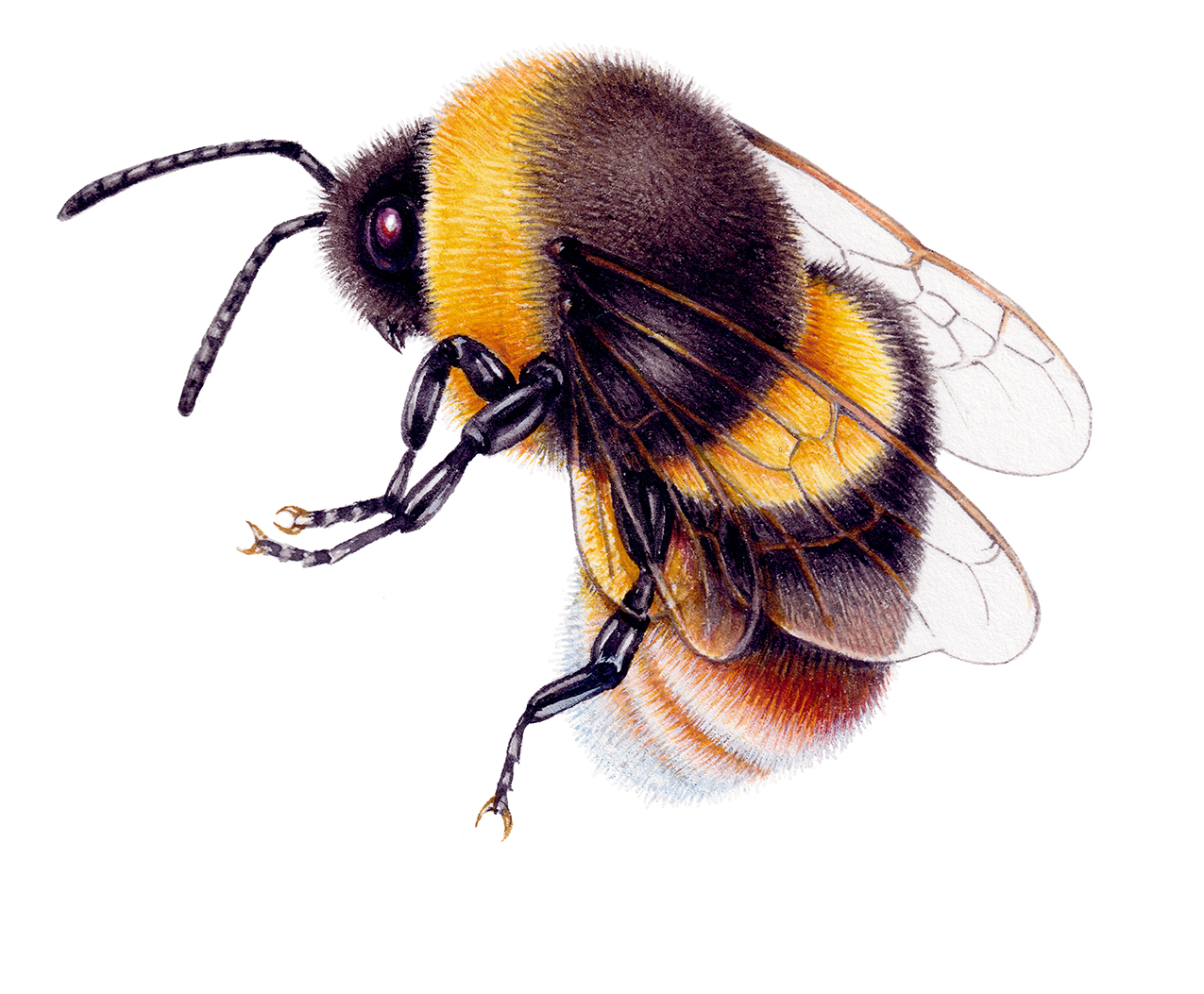 Broken belted bumblebee male - Lizzie Harper