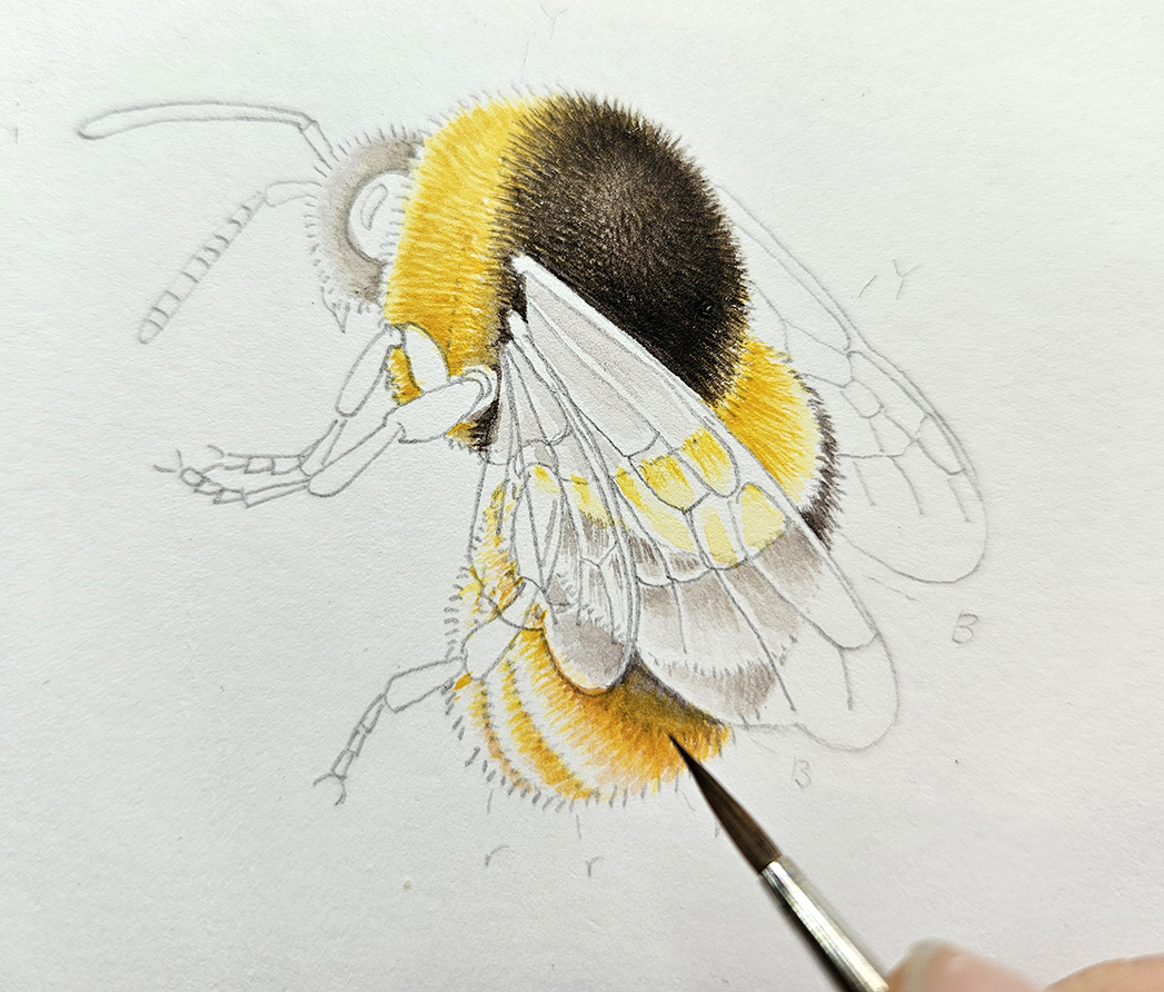 Broken-belted bumble bee Bombus soroeensis in progress (1) - Lizzie Harper