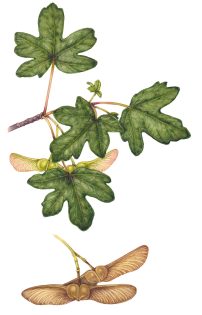 Field maple Acer campestre sprig -SOLD-