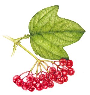 Guelder rose Viburnum opulus leaf and fruit