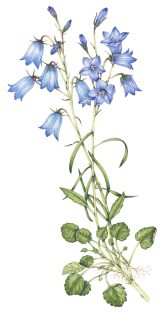 Harebell Campanula rotundifolia – SOLD –