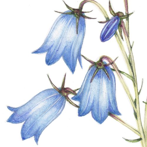 Harebell Campanula