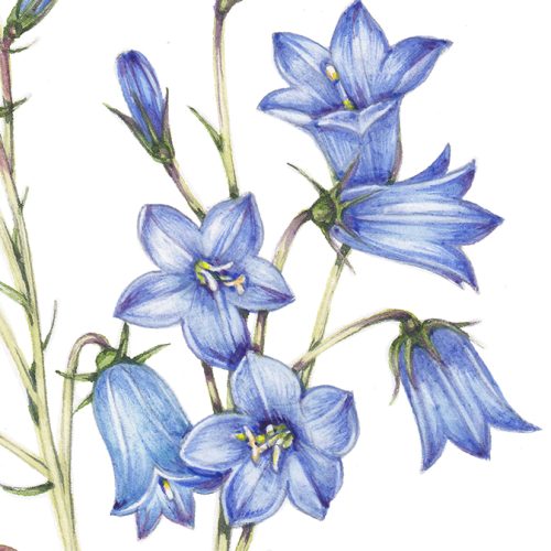 Harebell Campanula