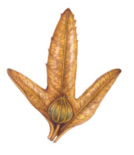 Hornbeam Carpinus betulus seed