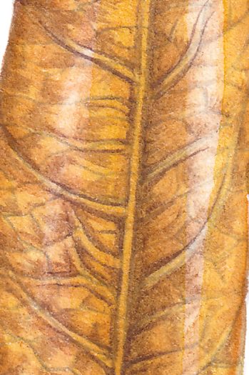 Hornbeam Carpinus betulus